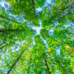 The Green Shift: Agencies Building High-Performance, Low-Carbon Websites